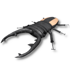 Stag Beetle