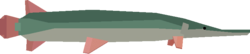 Alligator Gar