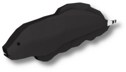 Black Ghost Knifefish