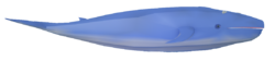 Blue Whale