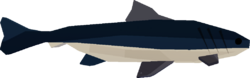 Cobia