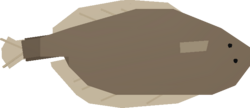 Flounder