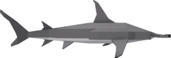 Great Hammerhead Shark