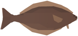 Halibut