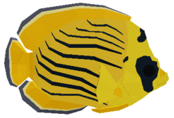 Islandhopper Butterflyfish