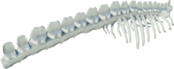 Mossjaw Spine