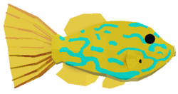 Scrawled Filefish