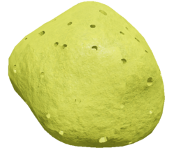 Sea Sponge