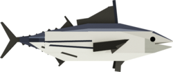 Skipjack Tuna