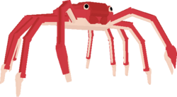 Spider Crab