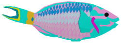 Stoplight Parrotfish