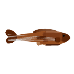 Stringed Grouper