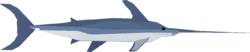 Swordfish