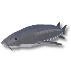 White Sturgeon