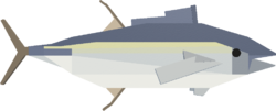 Yellowfin Tuna