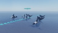 Orca Migration